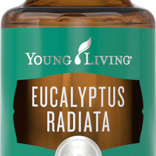 Eucalyptus Radiata - 15ml